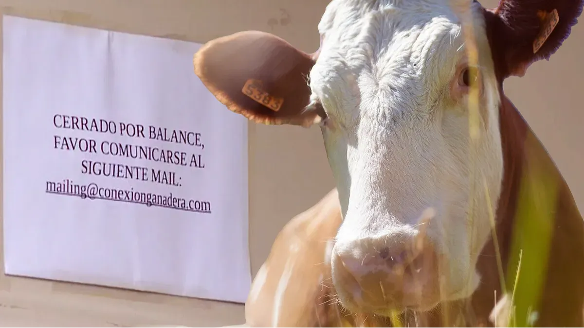 Imagen destacada del artículoConexión Ganadera: Las vacas, un Tesla y una estafa a la uruguaya